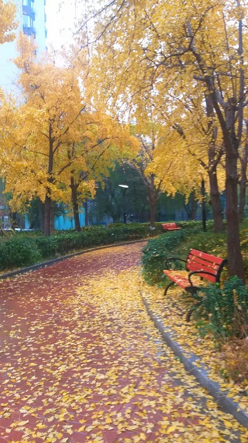 Золотая осень в Пекине 🍂🏙️