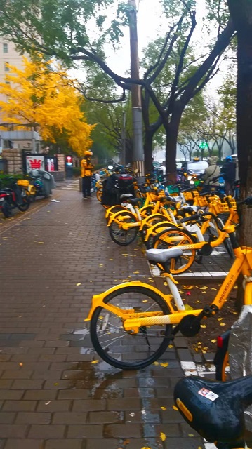 Золотая осень в Пекине 🍂🏙️