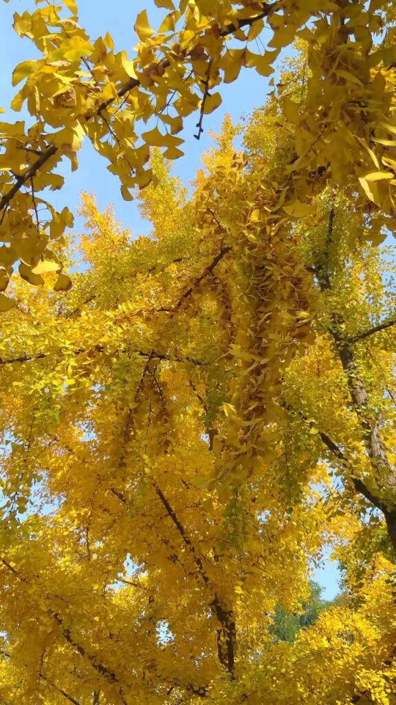 Золотая осень в Пекине 🍂🏯🍁