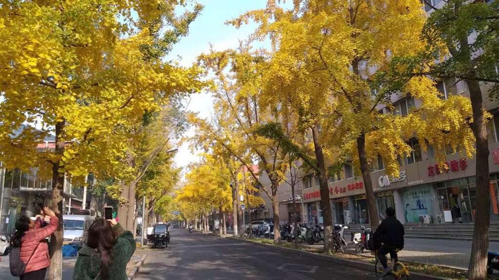 Золотая осень в Пекине 🍂🏯🍁