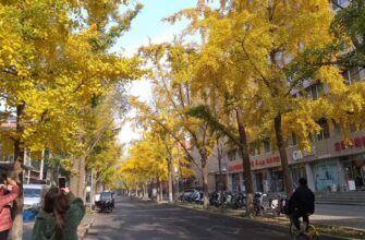 Золотая осень в Пекине 🍂🏯🍁