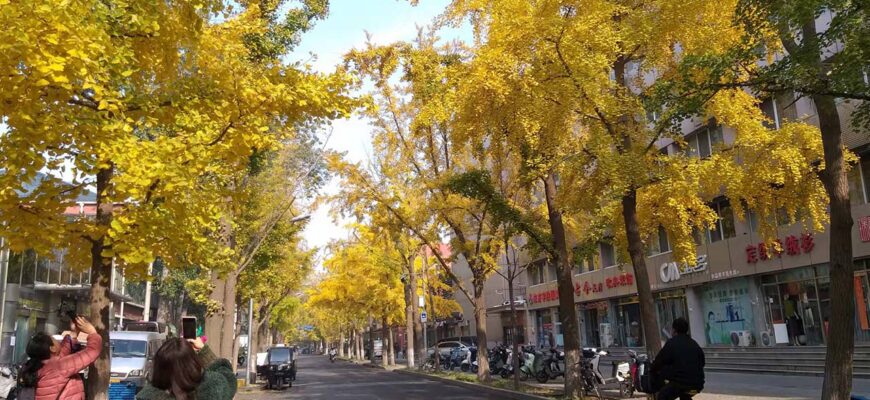 Золотая осень в Пекине 🍂🏯🍁